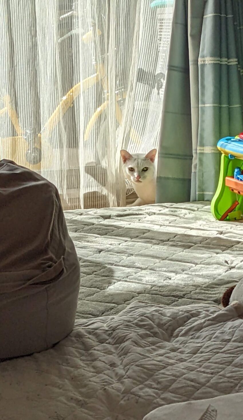 流山市 猫ちゃん【こてつくん】のお世話😺