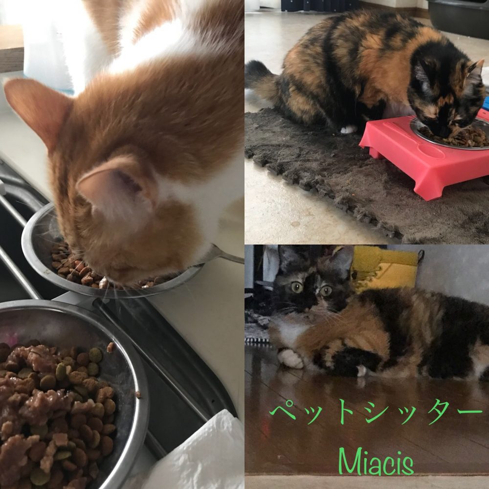 船橋にお住いの長期お留守番にゃんこ