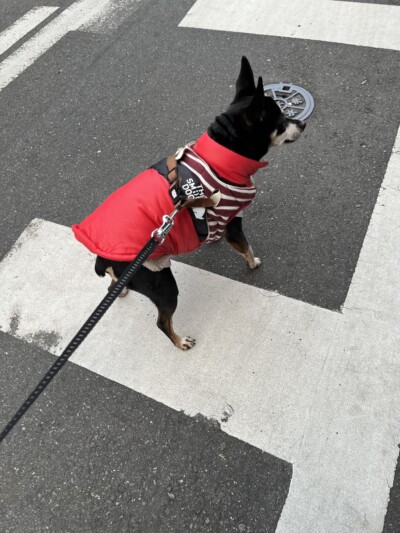 シニア犬のお世話🐾