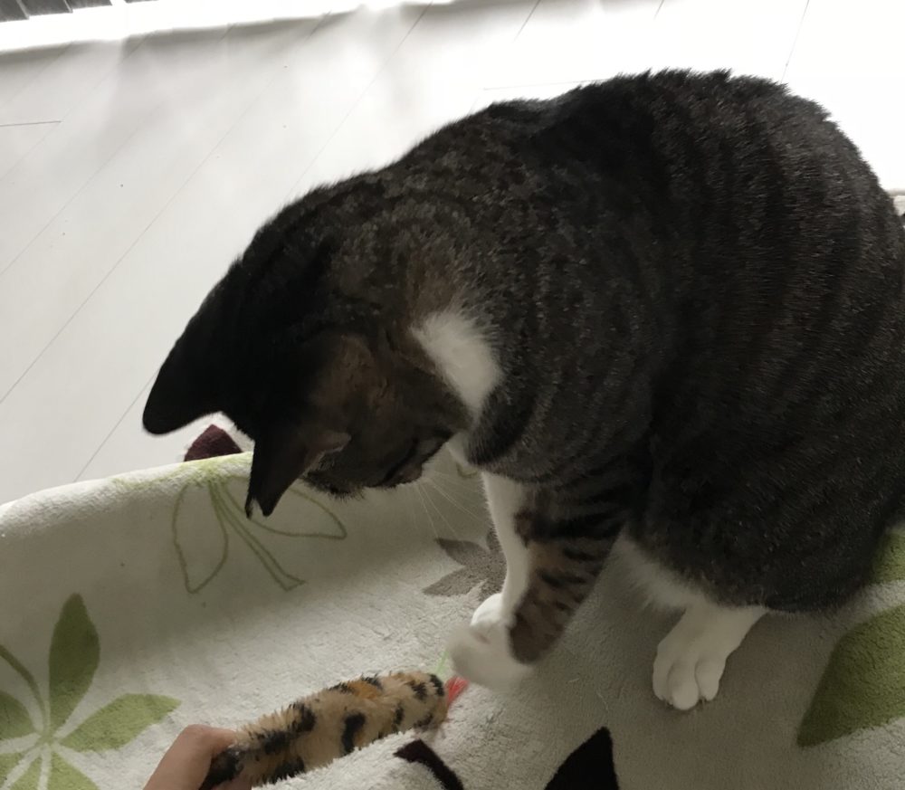 キャットシッター☆福岡市博多区 コロン君&ヤマト君③