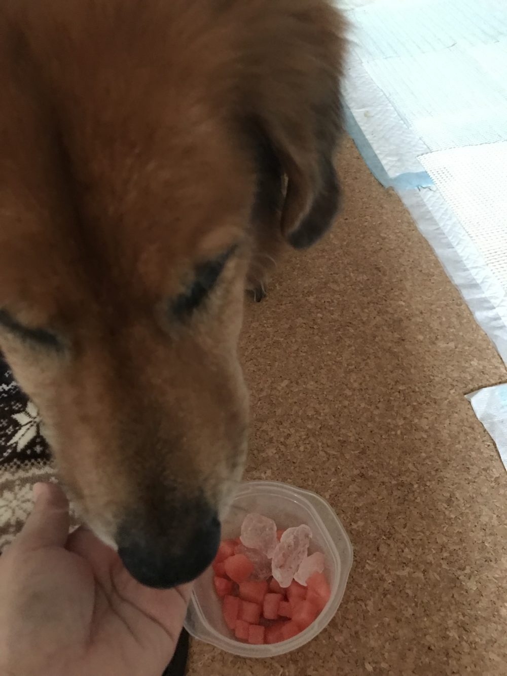 船橋市の老犬 びくちゃんリハビリだワン♪