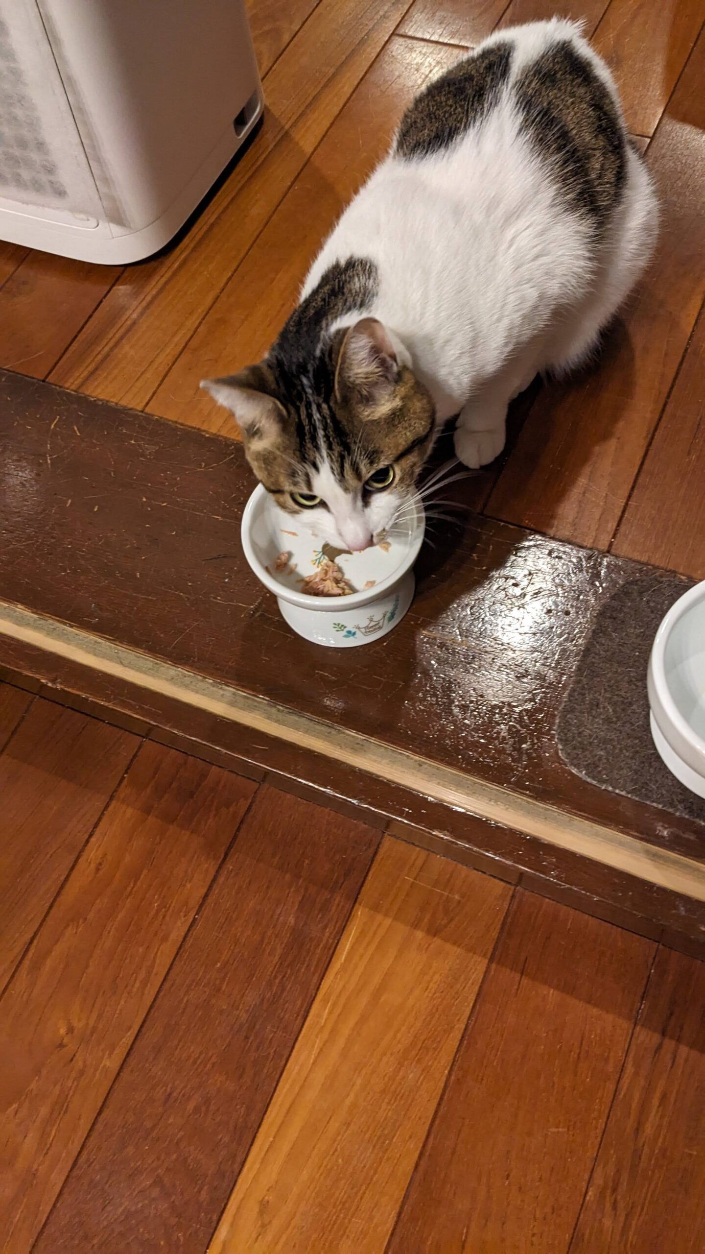 柏市 猫ちゃん2匹【ちゃまめちゃん、オレオくん】のお世話😺