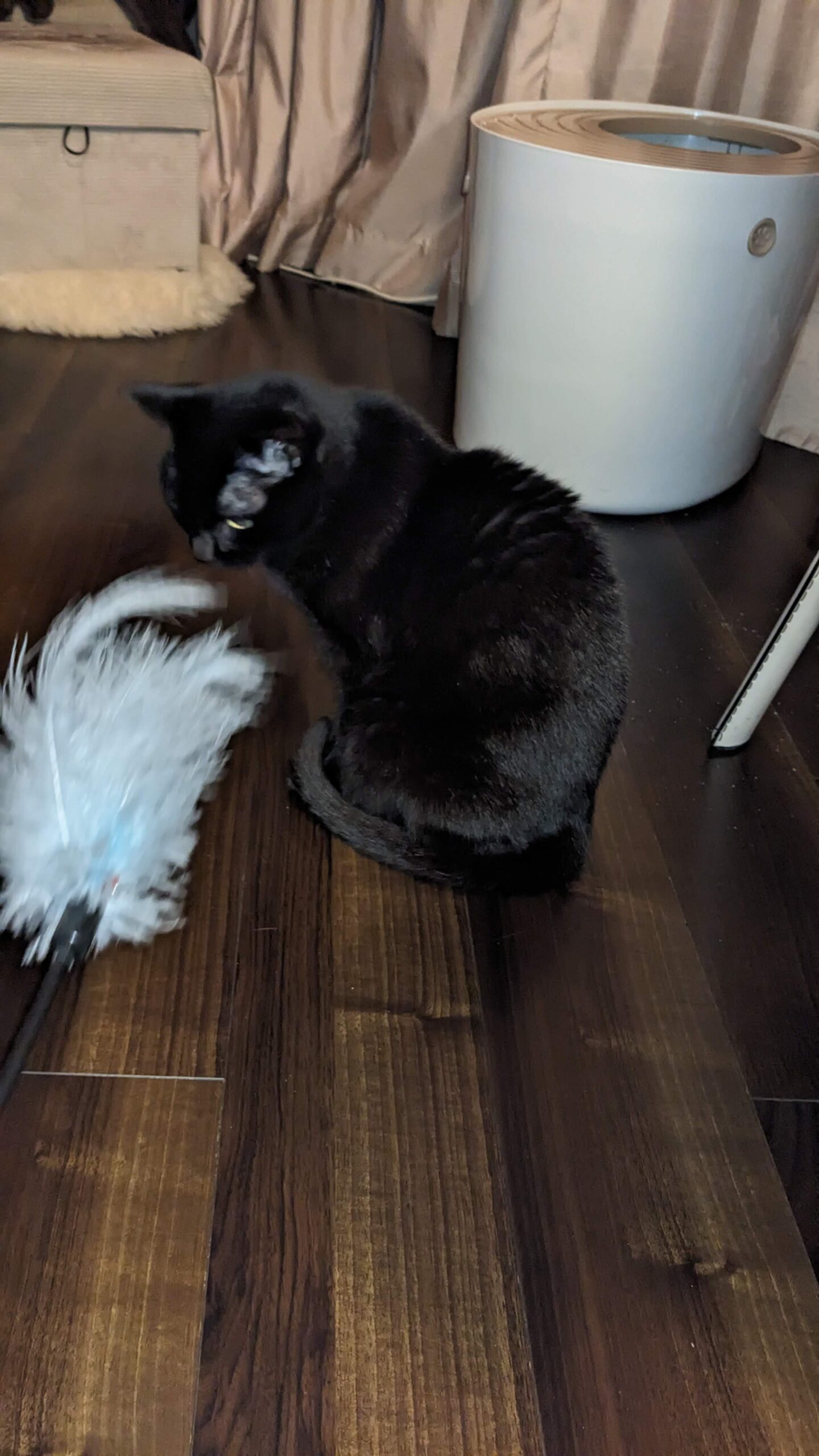 柏市 猫ちゃん【アリスちゃん】のお世話😺