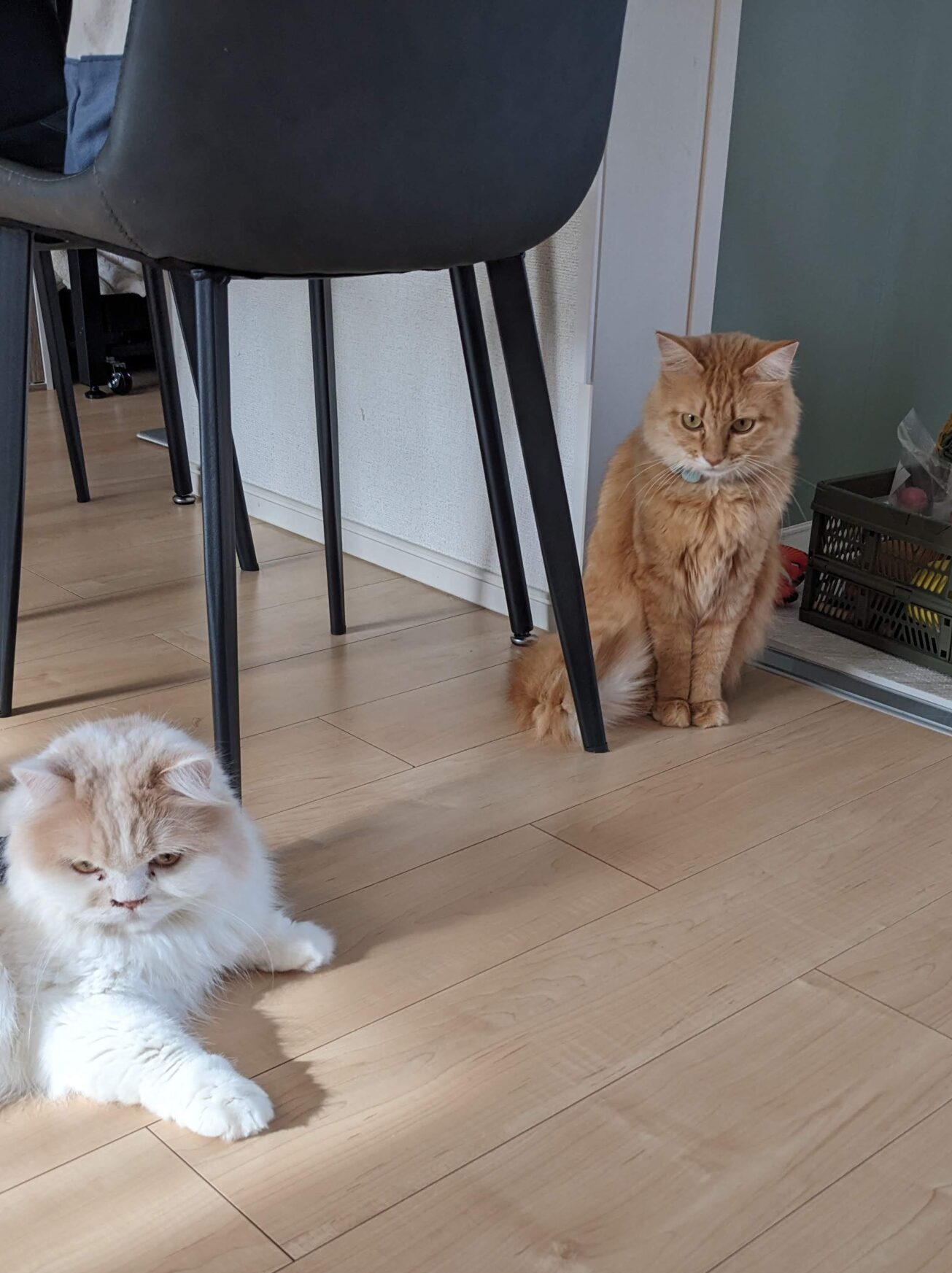 柏市 猫ちゃん2匹【クロエちゃん、エルくん】のお世話😺