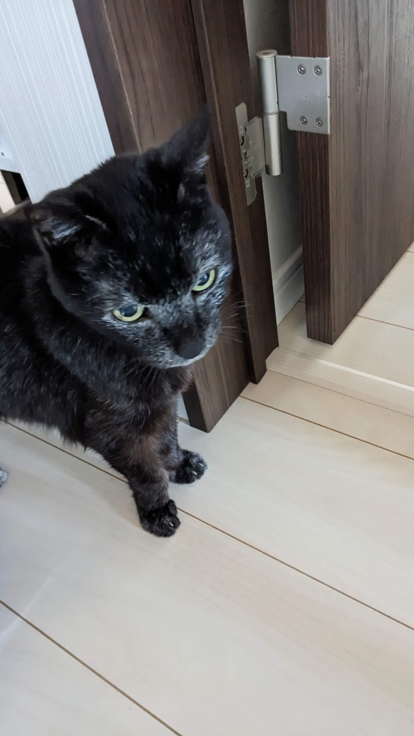 柏市 猫ちゃん【ジョナサンくん】のお世話😺