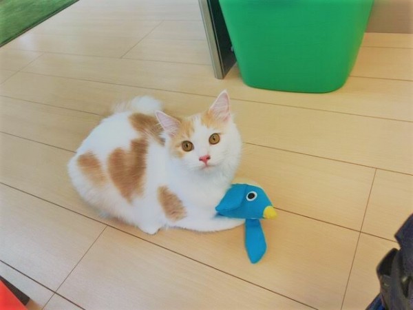 川口市　サイベリアン　モコ君　初回訪問