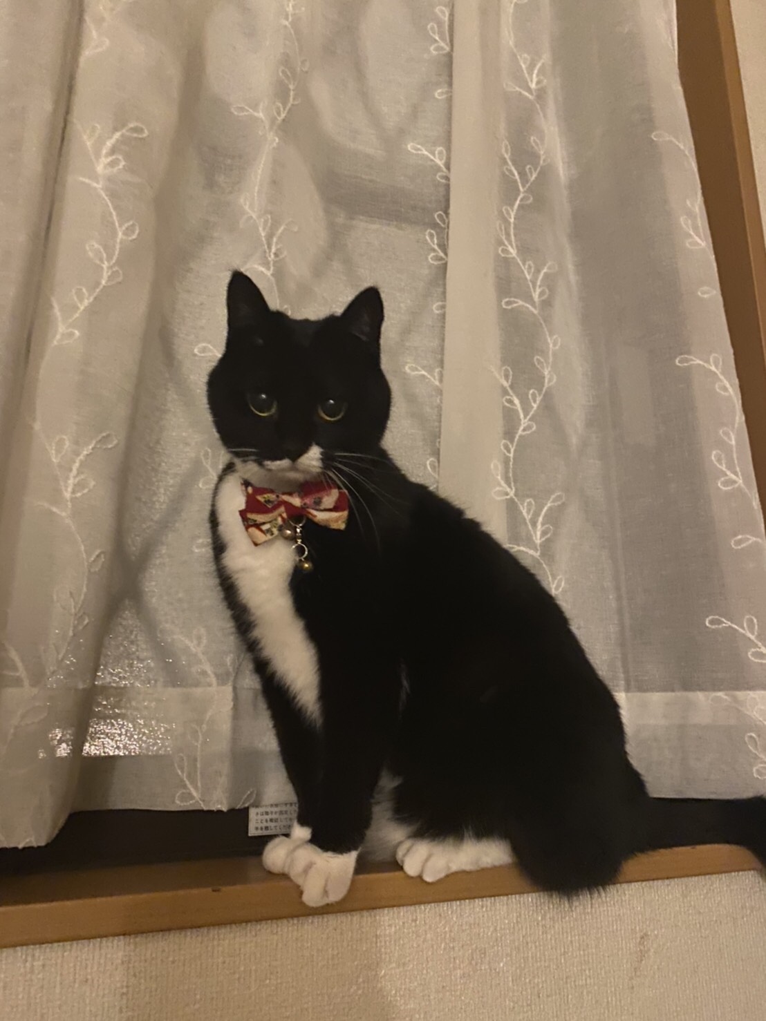 都筑区猫ちゃん キャットシッター