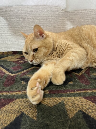 mixシニア猫ちゃんのお世話🐈