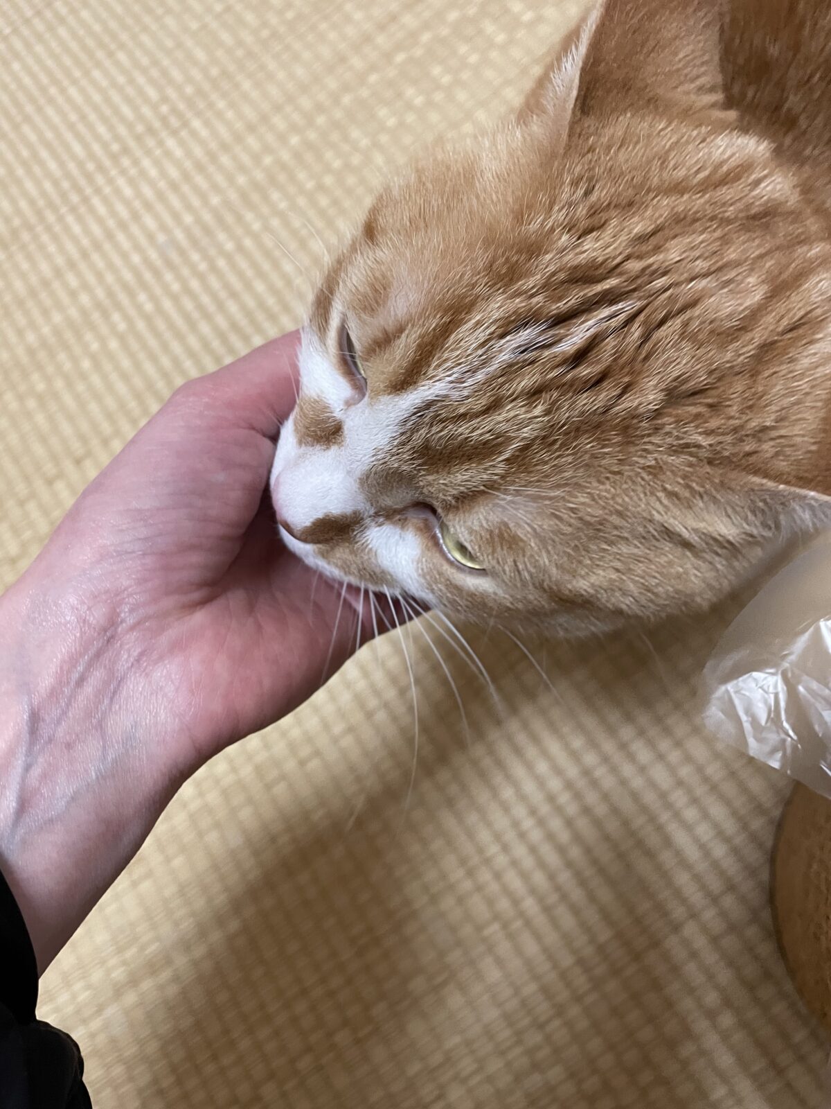 リピート様　船橋市　むさしくんお世話報告