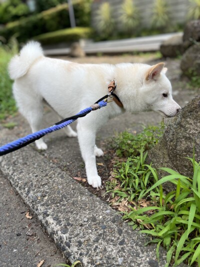 豆柴ちゃんのお散歩&お世話🐾🎶
