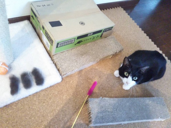 換毛期の対策☆