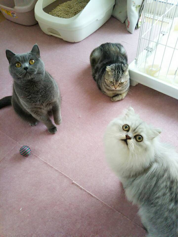 モコちゃん・ポコちゃん・ココちゃん☆