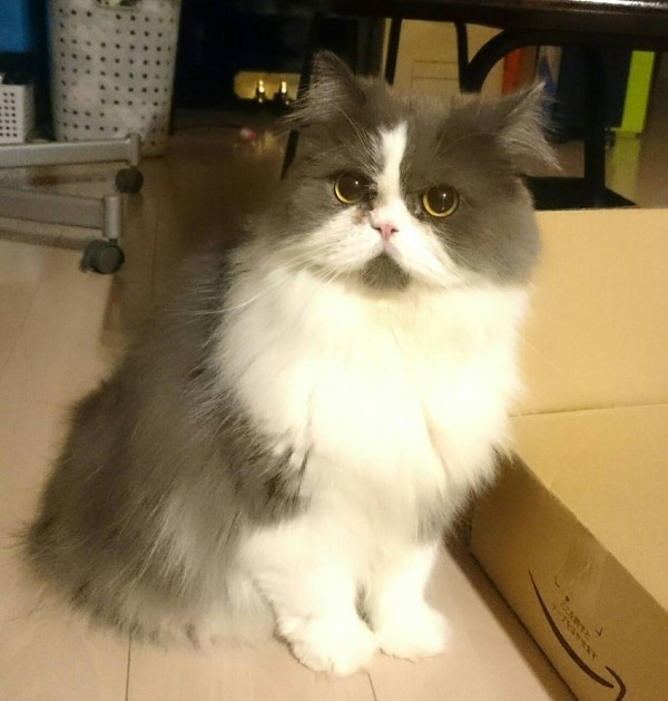 エキゾチックロングヘアーのドンファン君☆