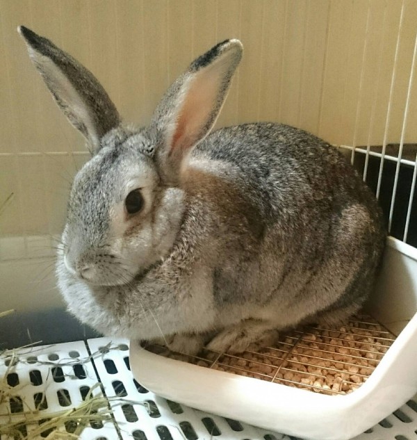 リピートぶんちゃん☆