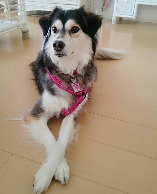 良い子過ぎるラブリちゃん☆