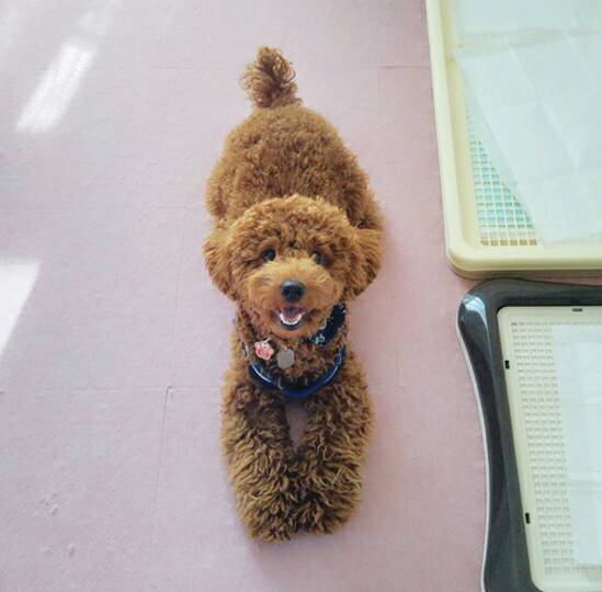 チョコ君&プアちゃん☆