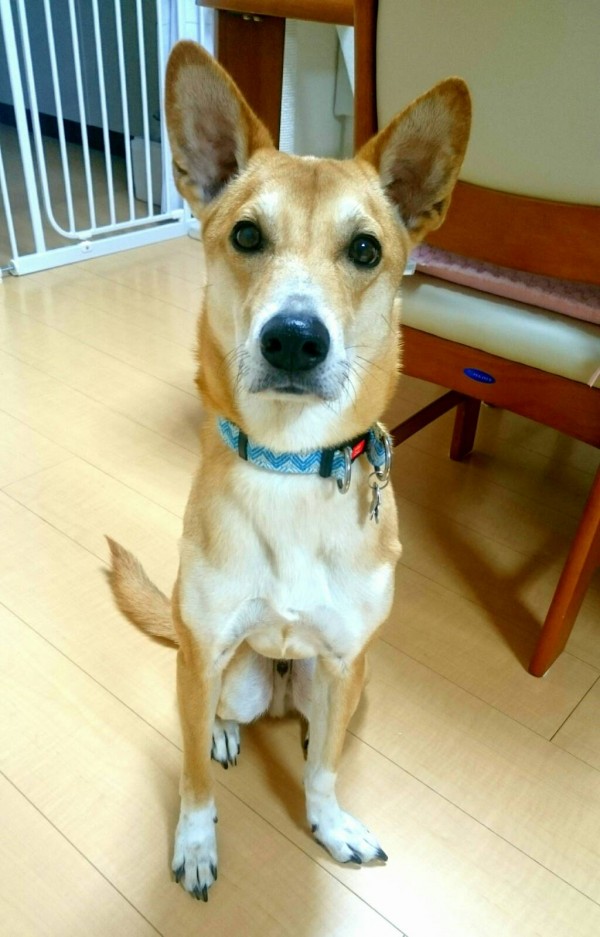 お米屋さんコメ君☆