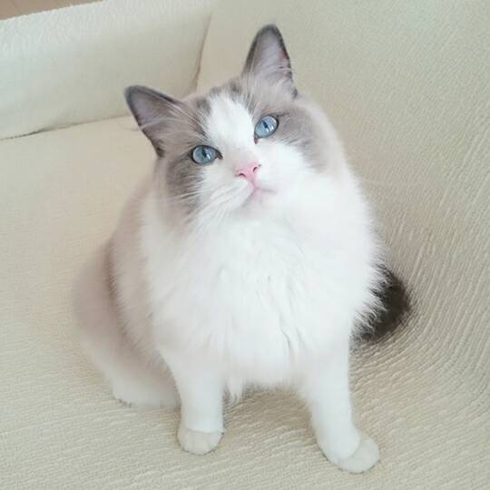 2度目の里帰りイーヴァちゃん☆