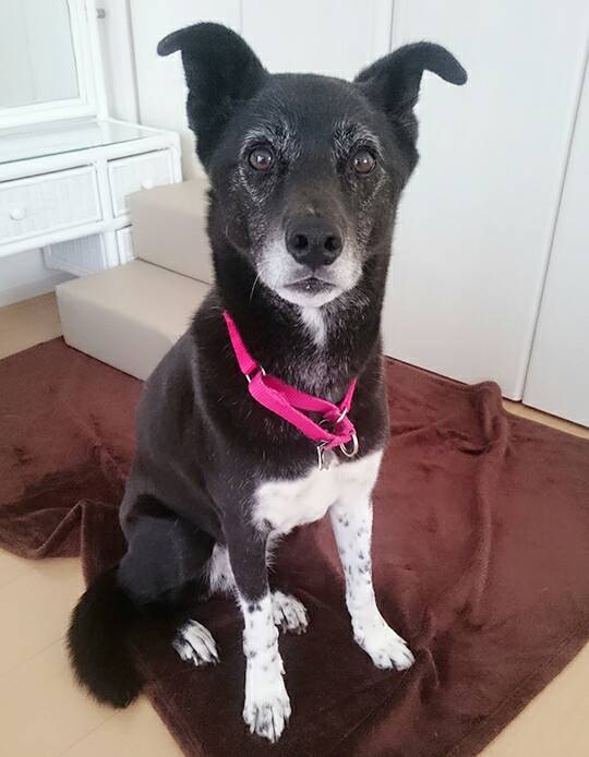 黒白さくらちゃん☆