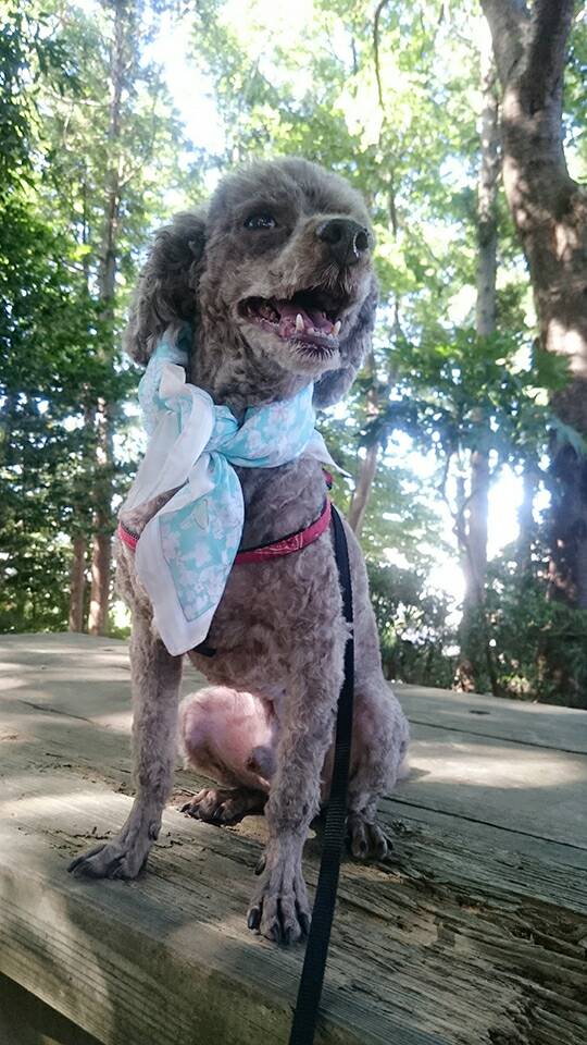 お散歩シッター、エル君☆