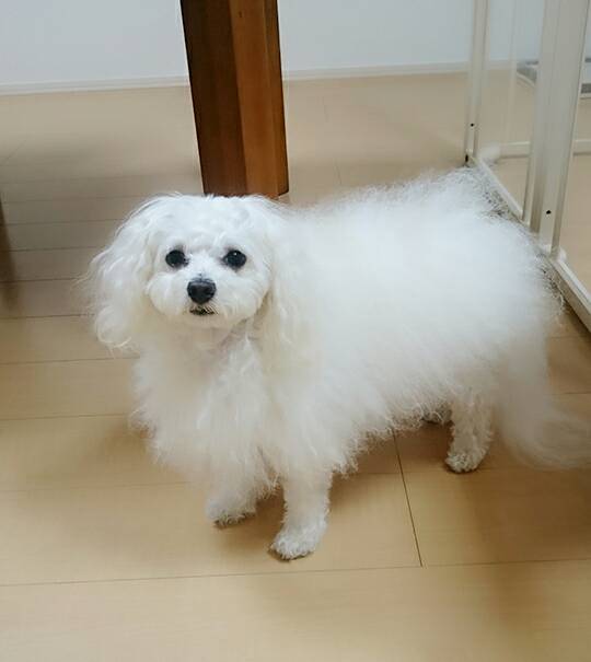 リピートのペルちゃん☆