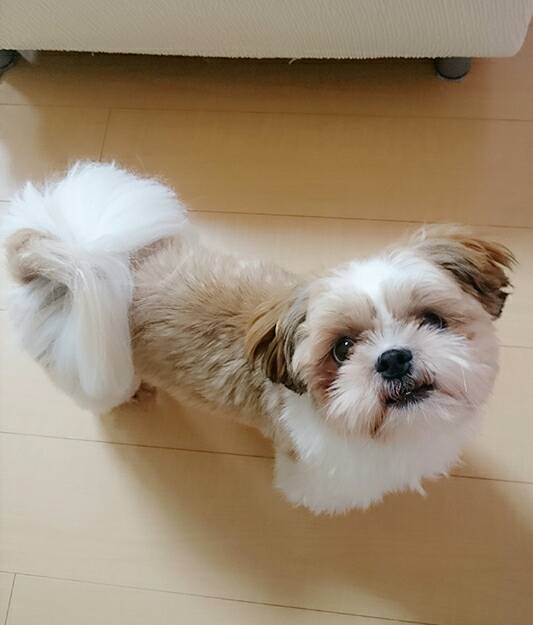 リピートのぐんすけ君☆