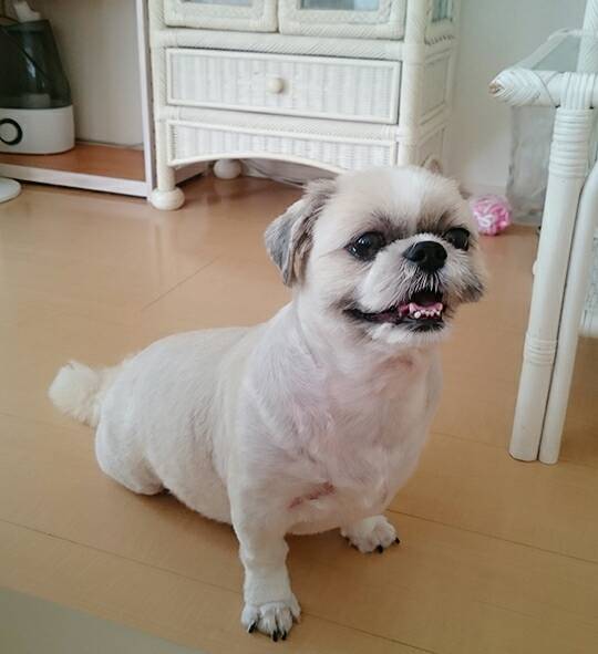 サマーカットふぅちゃん☆