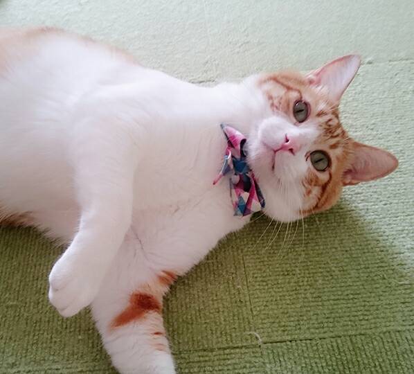 茶トラ白のバロン君☆