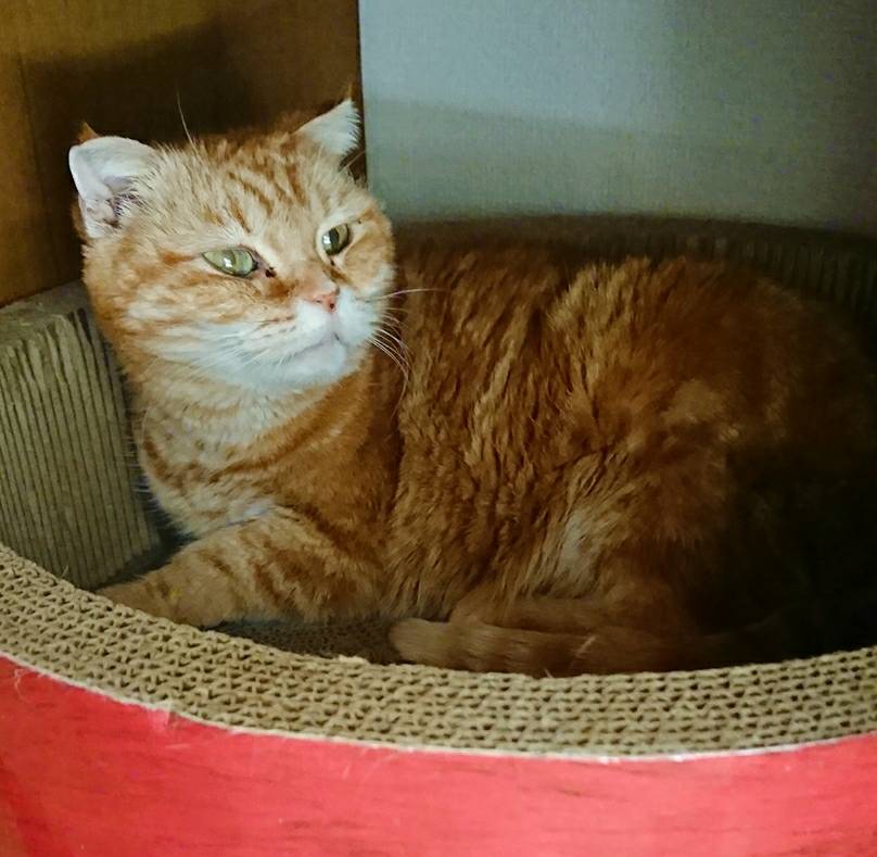 リピートのカキちゃん・サビちゃん☆