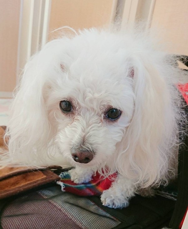 犬みしりのペルちゃん☆