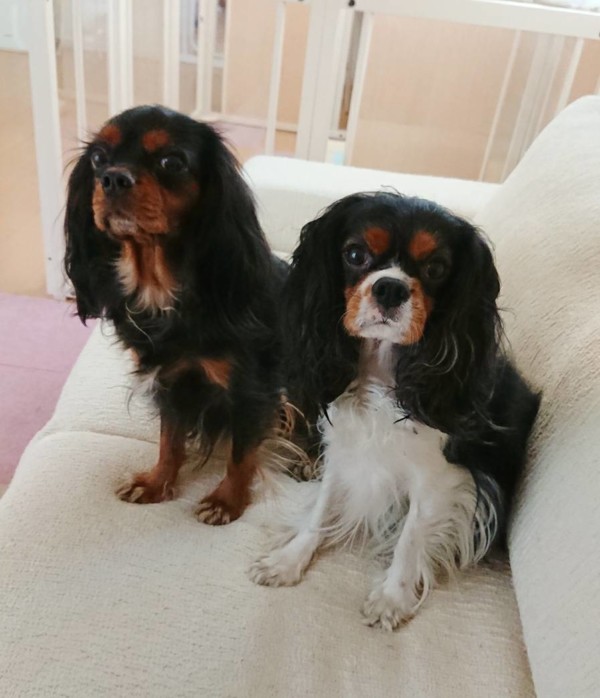 キャバリア・キング・チャールズ・スパニエルの2匹☆