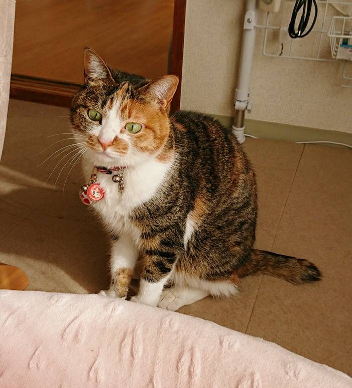 リピートの4ニャンズ☆