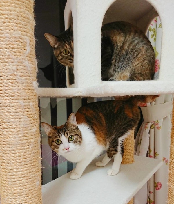 お久しぶりのココアちゃん・クッキーちゃん☆