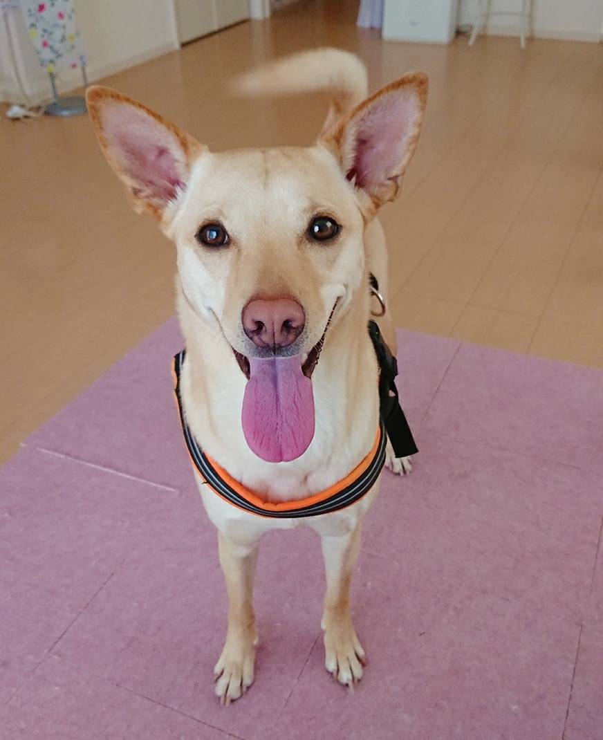 MIX犬のゆずちゃん☆