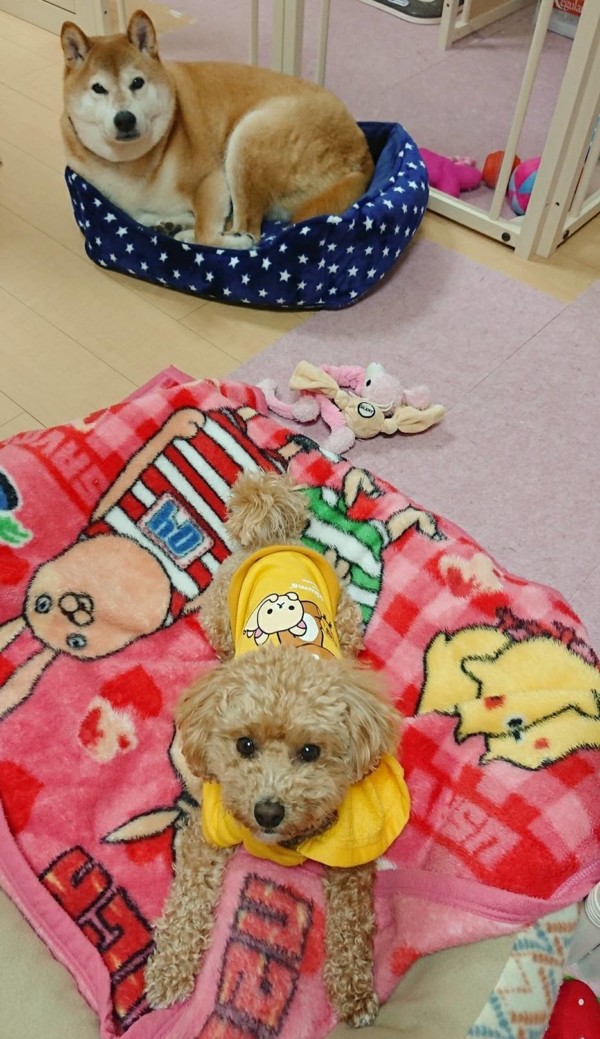 ちゃちゃ丸君・はなちゃん☆