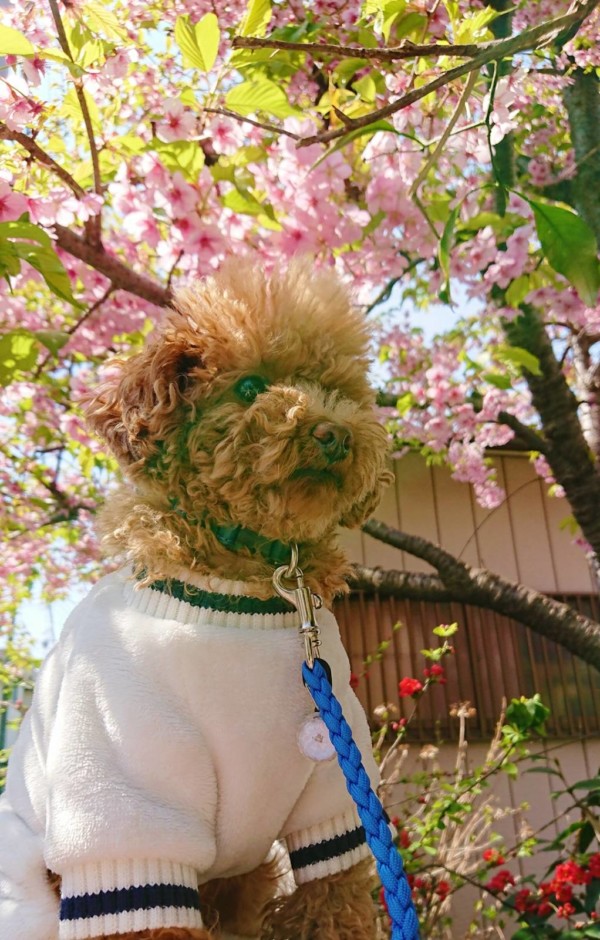 桜のお花見バーニー君☆