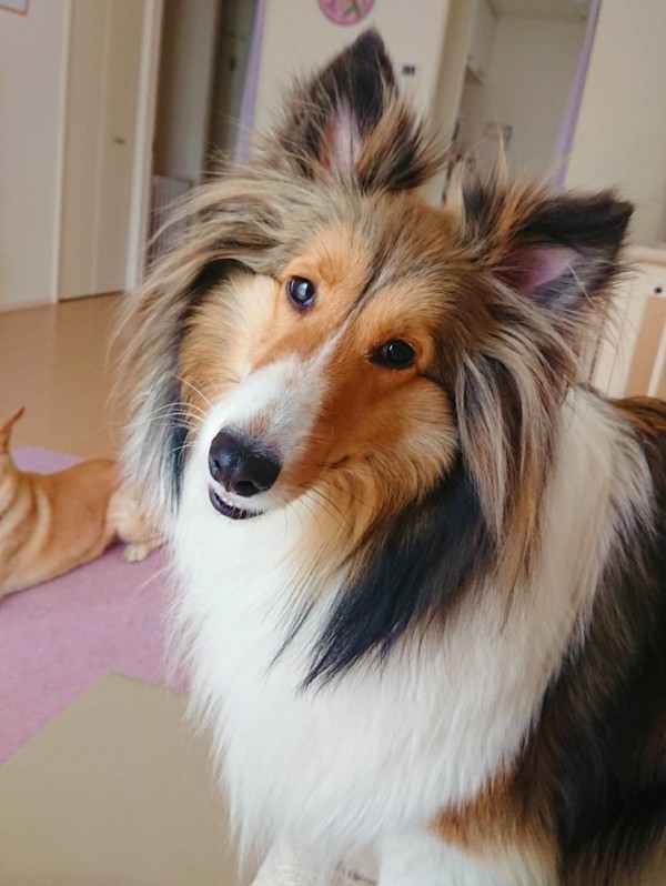 リピートのミルちゃん☆