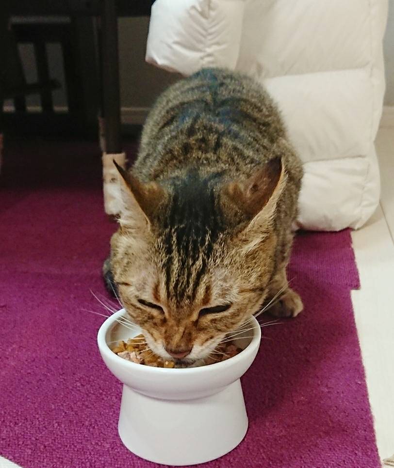 毎度お馴染み4にゃんず☆