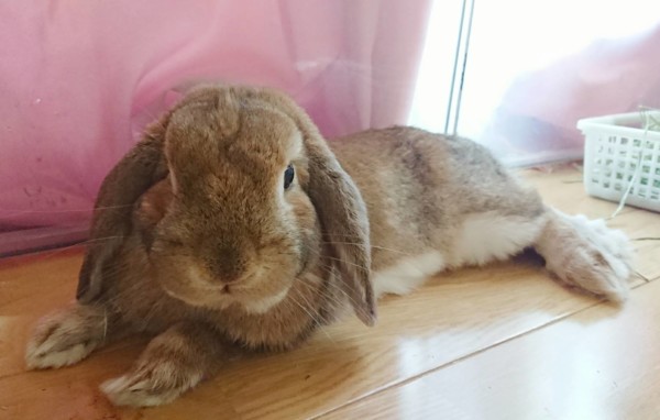 きなこ君とチーチーちゃん☆