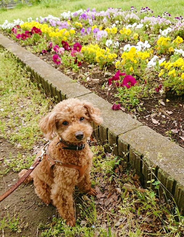 お久しぶりのニコちゃん☆