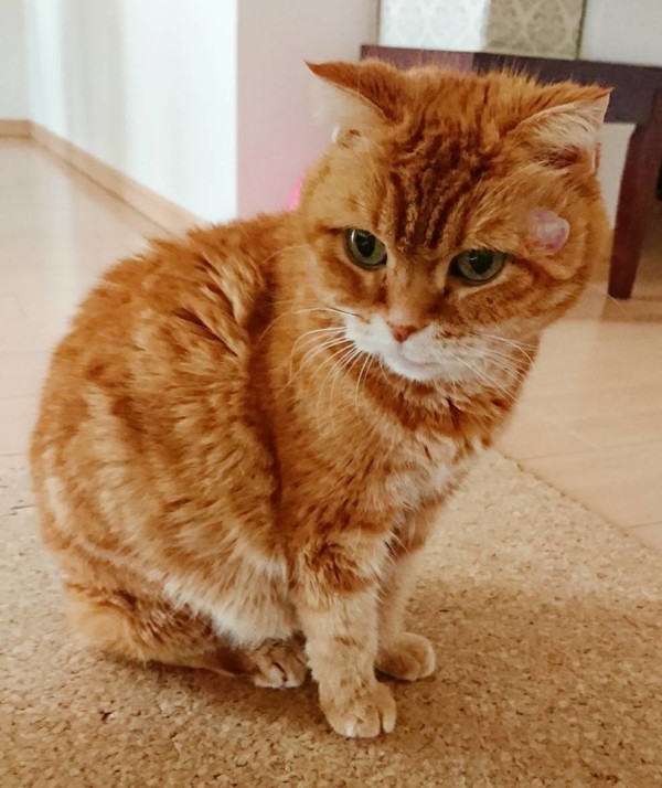 かきちゃん・サビちゃん☆