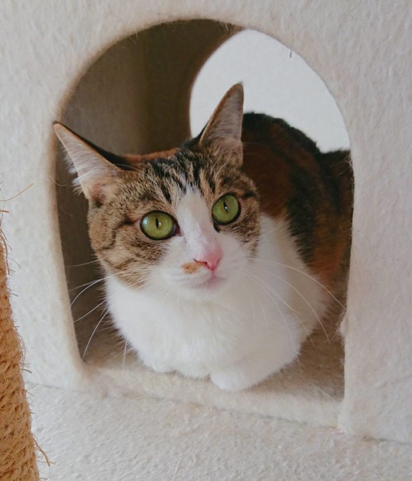 クッキーちゃん・ココアちゃん☆