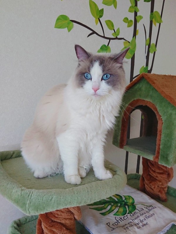 里帰りのイーヴァちゃん☆