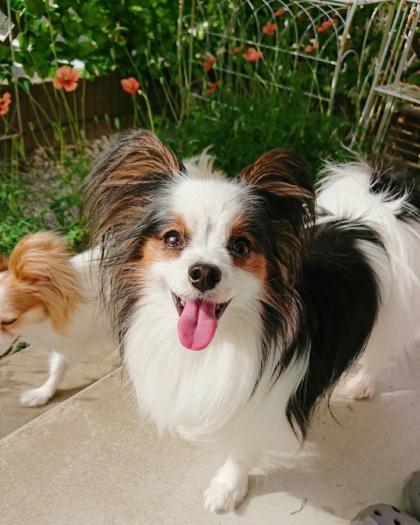 リピートのオレオ君・ココア君☆