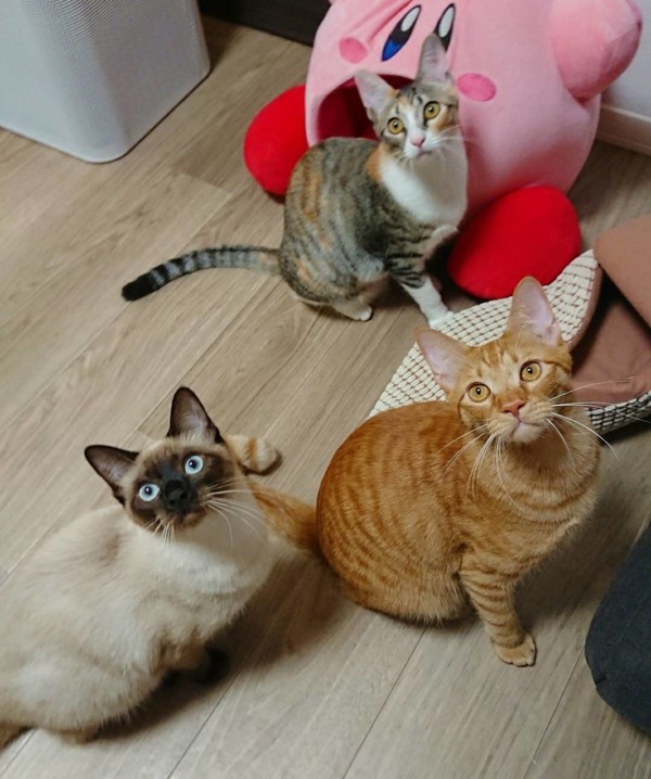 可愛い過ぎる3兄妹☆