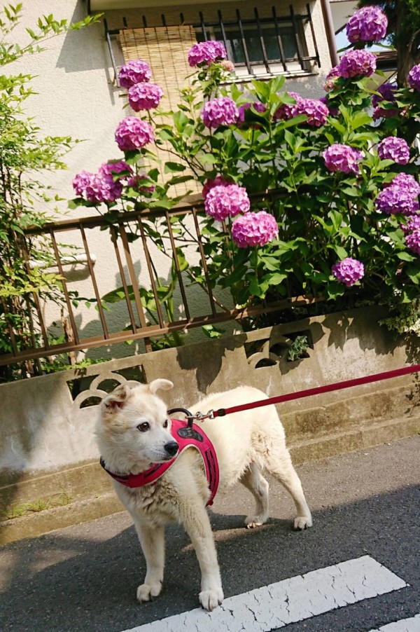 お散歩くぅちゃん☆