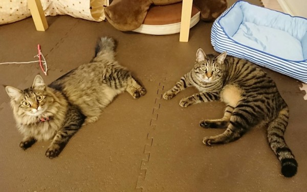 モカちゃん・ラテ君☆