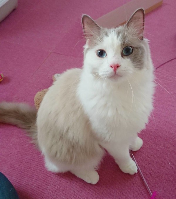 里帰りのジョー太郎君☆