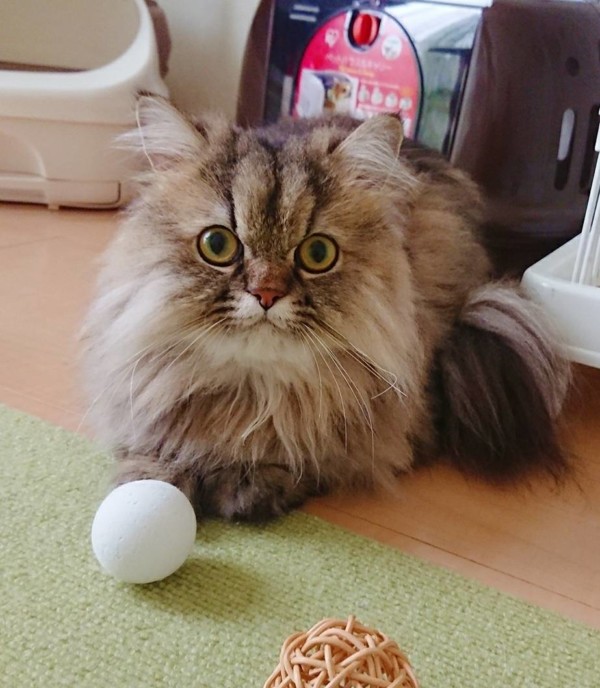 3回目の、ぐぅ君☆