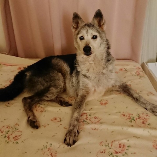 狼？さくらちゃん☆